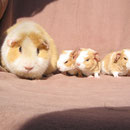 Das war einmal : drei kleine Negerlein ! Teddy mit Tascha,Pablo,Pebbels in 2008