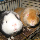 Was guckst du ?? Bingo + Dana