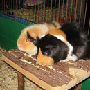 Zu zweit futtert`s sich am Besten ! Sisja + Scotty
