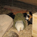 Isa, Zorro & Co.