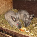 Marderkaninchen, blau - 2 Häsinnen