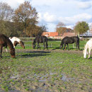 Der Paddock wird erstmal "entgrast"!