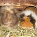 Kuscheltime ! Bonny + Chichi