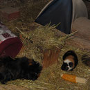 Toffee + Zorro