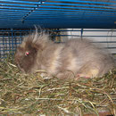 Mein "Stachelschwein" Bonny ! Diese Eleganz im li. Hinterbein *g* !