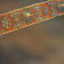Ceinture de velours de soie décorée de pièces de laiton doré
