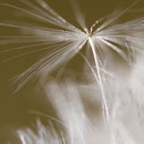 Pluis van paardenbloem