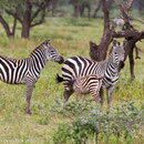 Zebras