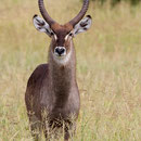 Waterbok