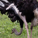Struisvogel