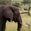 Olifant in Tarangire National Park