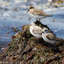 Drieteen strandlopers