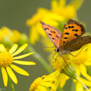 Kleine vuurvlinder