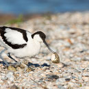 Kluut ruimt nest op