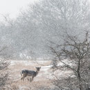 Damherten in de sneeuw