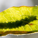 Rups van donsjuffer