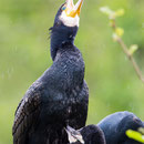 Aalscholver op nest