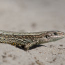 Zandhagedis
