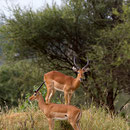Impala's