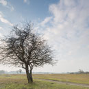 Boom met wolkenlucht