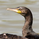 Aalscholver