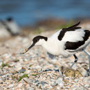 Kluut ruimt nest op