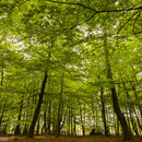 Kathedraal van bomen