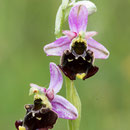 Hommelorchis
