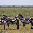 Zebras