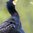 Aalscholver op nest