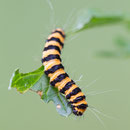 Rups van de Sint-jacobsvlinder