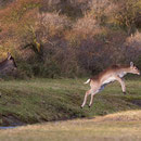 Damherten springen over het water