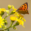 Kleine vuurvlinder