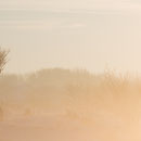 Boom in het licht van de zonsopkomst