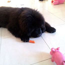 Wehe du frisst meine Karotte!!!