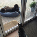 (Butch und Brummel) alias Ben und Balou im Riesenbett