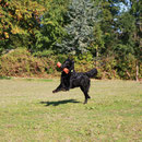Retrieve