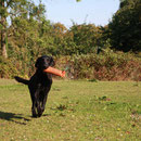 Retrieve