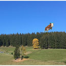 Man muss auch mal  'ne Kuh fliegen lassen !