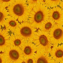 Sunflovers_Col_1