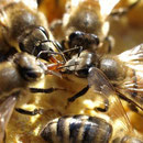 Stockbienen