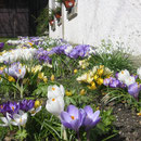 Frühling in Waltersdorf