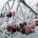 der erste Frost in Waltersdorf