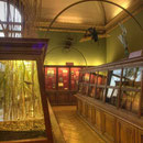 Die vielfältigste aller Tiergruppen ist im NHM in einem neu gestalteten Schausaal zu bewundern. Jahrelang hat sich ein Team von Wissenschaftlern, Präparatoren und Modellbauern bemüht, moderne Präsentationstechnik mit historischem Ambiente zu verbinden.