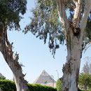 Giza, Photo: Jennifer Peppler