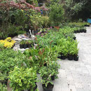 Plants arriving on site