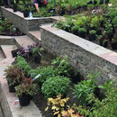 Plants laid out in the borders