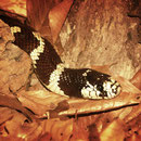 lampropeltis getulus california