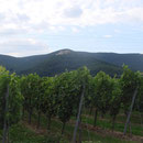 Weinreben