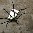 Gloria Pemler-Starck: Tarantula
